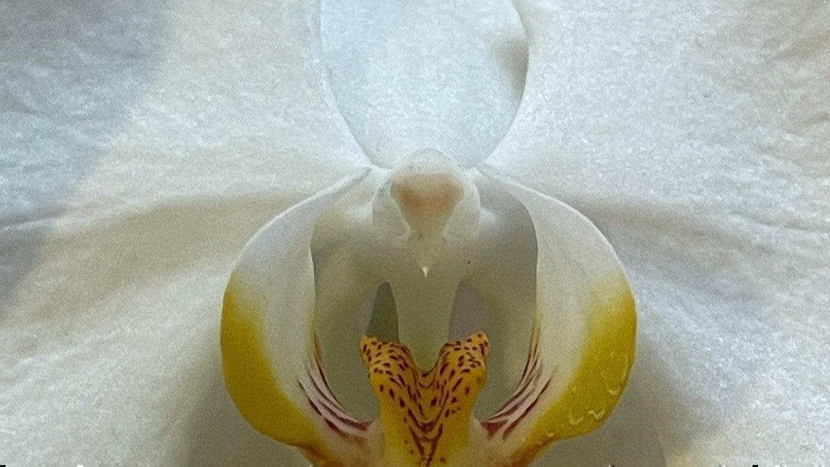 How to embrace your Femininity: 12 Tips for Professional Women